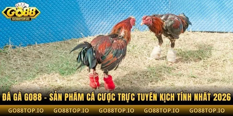Đá Gà Go88 - Sản Phẩm Cá Cược trực Tuyến Kịch Tính Nhất 2026