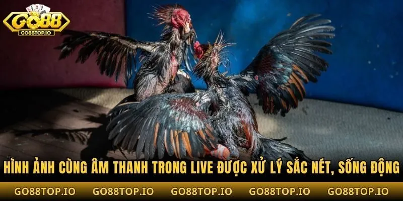 Hình ảnh cùng âm thanh trong live được xử lý sắc nét, sống động