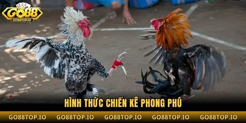 Hình thức chiến kê phong phú