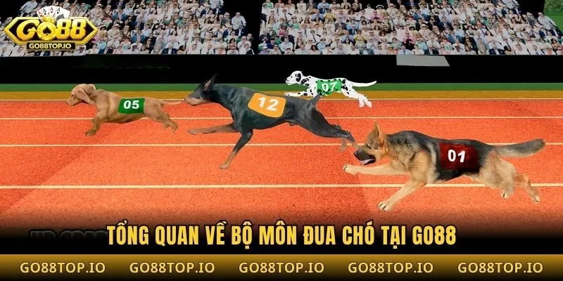 Tổng quan về bộ môn đua chó tại Go88
